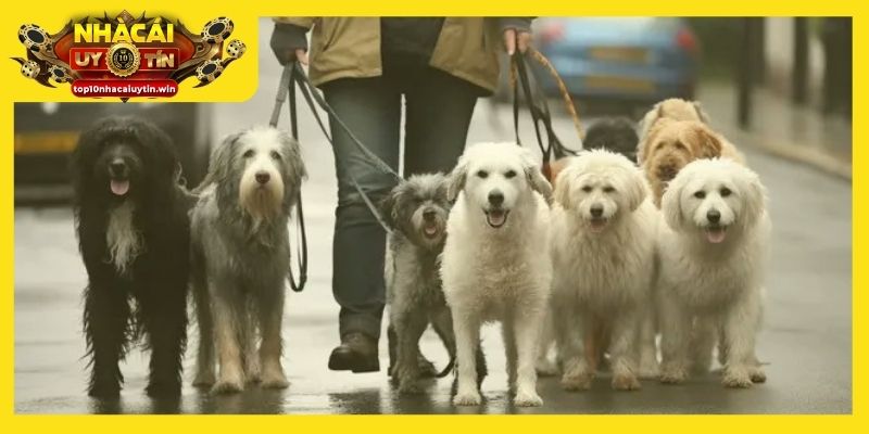 Đàn chó trong giấc mơ phản ánh các mối quan hệ xung quanh bạn